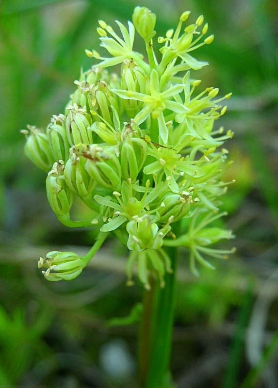 Tofieldia calyculata / Tajola comune